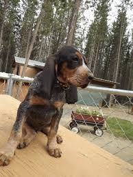 Living room decorating ideas ukc forums blueticks. Gallery Phipps Big Game Hounds