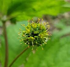 Image result for Sanicula elata