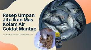 Resep Umpan Jitu Ikan Mas Kolam Air Coklat Ikan Mas Ikan Kolam