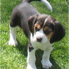 Beaglier Beagle Puppy I Love Dogs Animals And Pets
