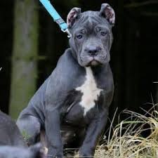She is such a treat. Cane Corso Dogs And Puppies For Sale Newdoggy Com