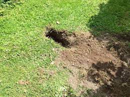 That means late spring (before the onset of hot weather). How To Prevent Badgers Digging Holes In Your Lawn Saga