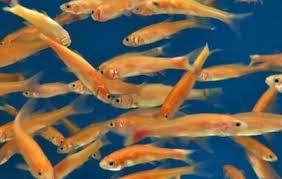 So, unless you bought them from a reliable retailer, you should never introduce them into a pond with other fish without. Feeders Rosy Red Minnow Pet Food Fish Pro S