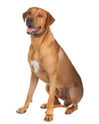 We did not find results for: Rhodesian Ridgeback Puppies Breed Information Puppies For Sale