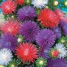 Aster Seed Callistephus Chinensis Flower Seeds Paper Flowers Flower Seeds Quilling Flowers