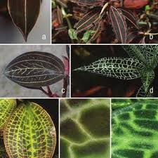 Image result for Liparis killmanniae