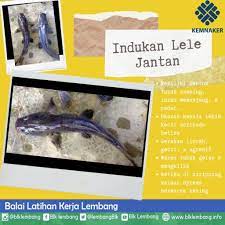 Cara Membedakan Indukan Ikan Lele Jantan Dan Betina Balai Latihan Kerja Lembang