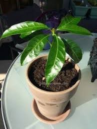 Comment Faire Germer Un Noyau De Mangue Jardinage En Pots Noyau Mangue Jardinage Potager