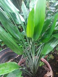 Image result for Dracaena aubryana