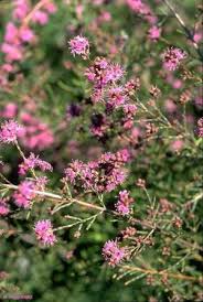 Image result for Pavonia clathrata