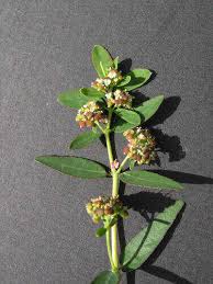 Image result for Euphorbia hyssopifolia