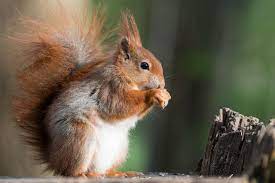 Forest Squirrel Animal Possierlich Forest Rodent Forest Squirrel Animal Possierlich Forest Rodent Small Pets Squirrel Animals Images