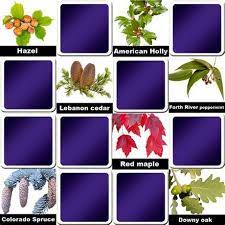 Are puzzles good for dementia patients? Free Memory Games For Seniors Play Matching Game For Seniors Strange Animals Online In Fact Many Memory Games For Seniors Are Fun To Play And Can Even