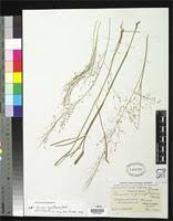 Image result for Panicum graciliflorum