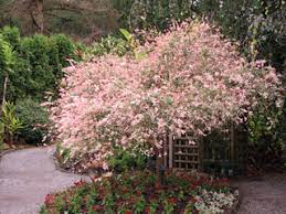 The young branches are an attractive glossy deep brown color. Willow Dappled