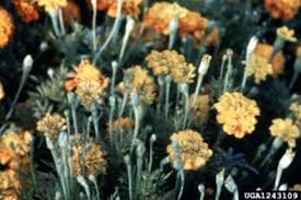 Maybe you would like to learn more about one of these? Common Marigold Diseases Pelajari Tentang Penyakit Di Tanaman Marigold Id Haenselblatt Com
