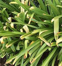 We did not find results for: Heat Stress Plants Protection Keep Them Out Of Hot Afternoon Sun