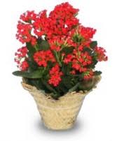 Maybe you would like to learn more about one of these? Plants From Flowers By Jodi Your Local Mi Florist And Flower Sho