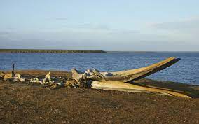 Zombie worms eat whale bones. What Are Zombie Worms Wonderopolis