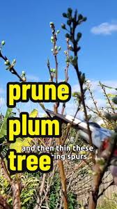 Image result for pruning plum trees