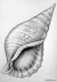 How long does it take to draw a sea shell? 17 Shell Drawing Ideas Shell Drawing Sea Shells Shells