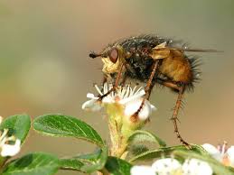 See full list on ag.ndsu.edu Bee Mimics Insects That Look Like Bees But Are Not Friends Of The Earth