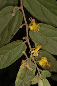 Image result for Grewia flavescens