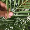 The pygmy date palm is an asian native from vietnam and china. Https Encrypted Tbn0 Gstatic Com Images Q Tbn And9gcqpjjwh2o 4olqv O0fhqn 8i7tuurvehgkpb5hc48zmckglvrc Usqp Cau
