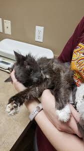 We did not find results for: Our 18 Year Old Crazy Cat Passed Away This Morning Having A Much Harder Time With It Than I Thought I Would She Was Older Than One Of My Kids Cats