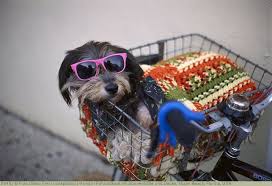 Hund In Fahrradkorb Mit Sonnenbrille Und Decke Miami Beach Florida Usa Fahrradkorb Hunde Fahrrad