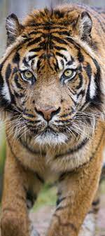 Male Sumatran Tiger Walking Towards Me Animals Wild Tiger Walking Wild Cats