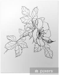 Visualizza altre idee su disegni a matita, disegni, matita. Poster Rosa Matita Fiore Disegno Pixers Viviamo Per Il Cambiamento