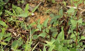 Image result for Melochia corchorifolia