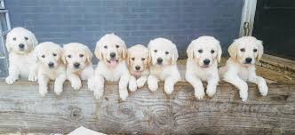 Hours may change under current circumstances Akc English Golden Retriever Puppies Claz Org