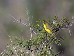 Image result for Sarcocornia natalensis