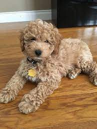 Goldendoodle babies are our specialty. Meet Espn 9 Weeks Old Mini F1b Goldendoodle Mini Goldendoodle F1b Goldendoodle Goldendoodle