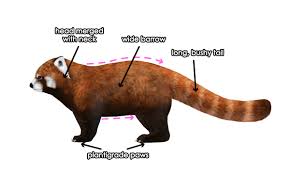 Want to discover art related to redpanda? How To Draw Animals Red Pandas And Raccoons