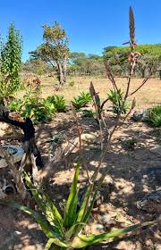 Image result for Aloe bicomitum