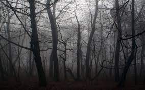 Wallpapers For > Dark Forest Wallpapers ...