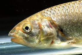 Bendelisis bof23 cytochrome oxidase subunit i (coi) gene, partial cds; Barilius Bendelisis Cyprinus Bendilisis Barilius Howesi Seriously Fish