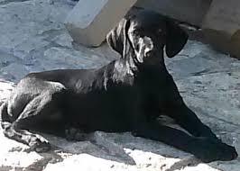 Since they are a sporting breed, they require daily exercise. Golden Retriever Lab Mix Puppies For Sale In Coppell Texas Classified Americanlisted Com