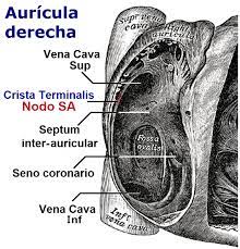 La orejuela derecha corresponde al segmento medial de la aurícula derecha. Auricula Derecha Wikipedia La Enciclopedia Libre