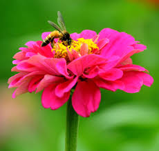Scented geranium also repels away mosquitoes and other bothering insects and attracts moths and butterflies. Flowers Alter Their Features To Attract Pollinators Deccan Herald