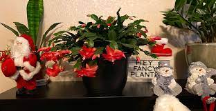 Not surprisingly, christmas cacti require different care than do most cacti. How To Care For A Christmas Cactus Life S Dirty Clean Easy