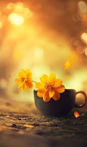 from electrons to photons from photons to electrons beautiful flowers wallpapers flower wallpaper nature photography
