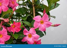 Image result for dipladenie amonea