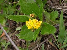 Image result for Lippia woodii