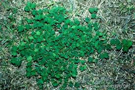 Image result for Aeschynomene sp. B