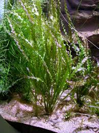 Image result for Aponogeton