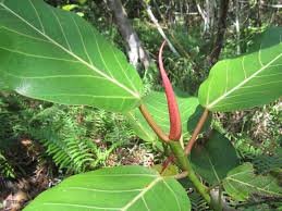 Image result for Ficus trichopoda